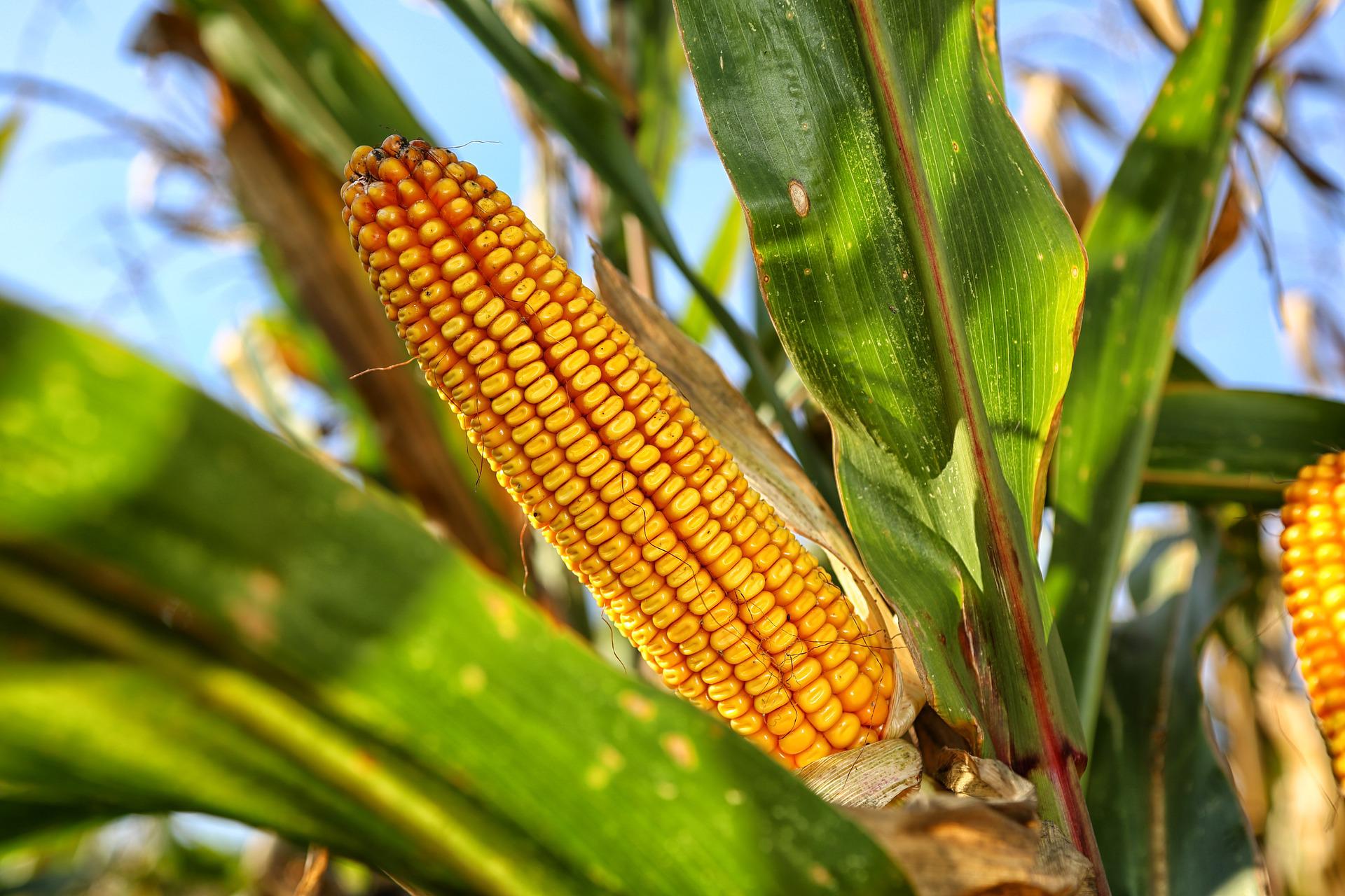 Na cenu pšenice i kukuruza neće uticati suša