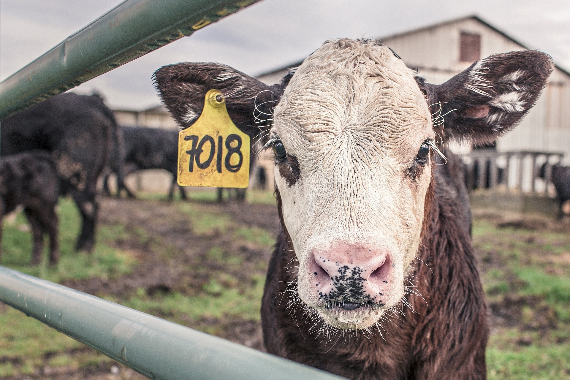 Ekstremna ekologija: EU plaća da Holanđani zatvore farme krava