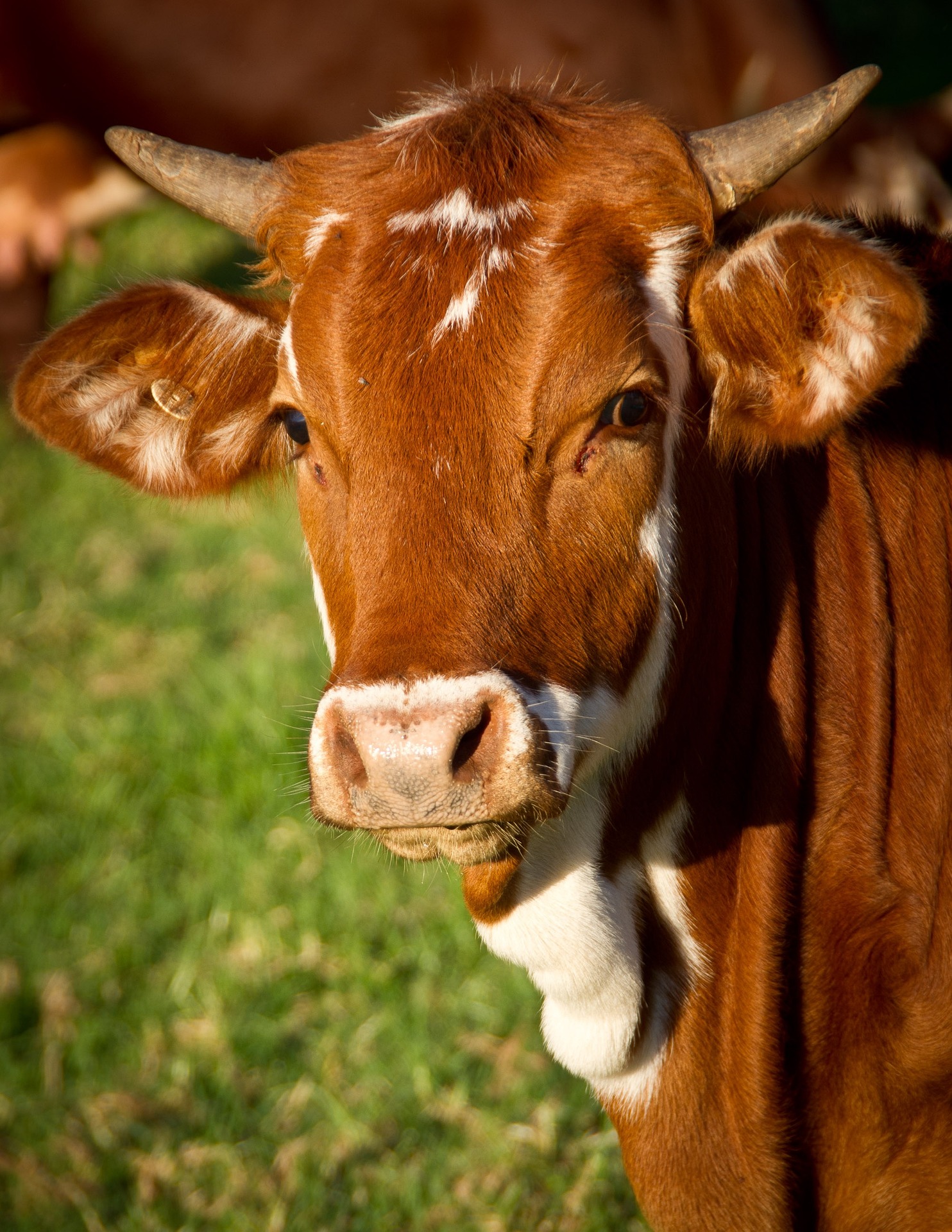 Titulu najvećeg bika poneo je Jablan težak 1.110 kilograma