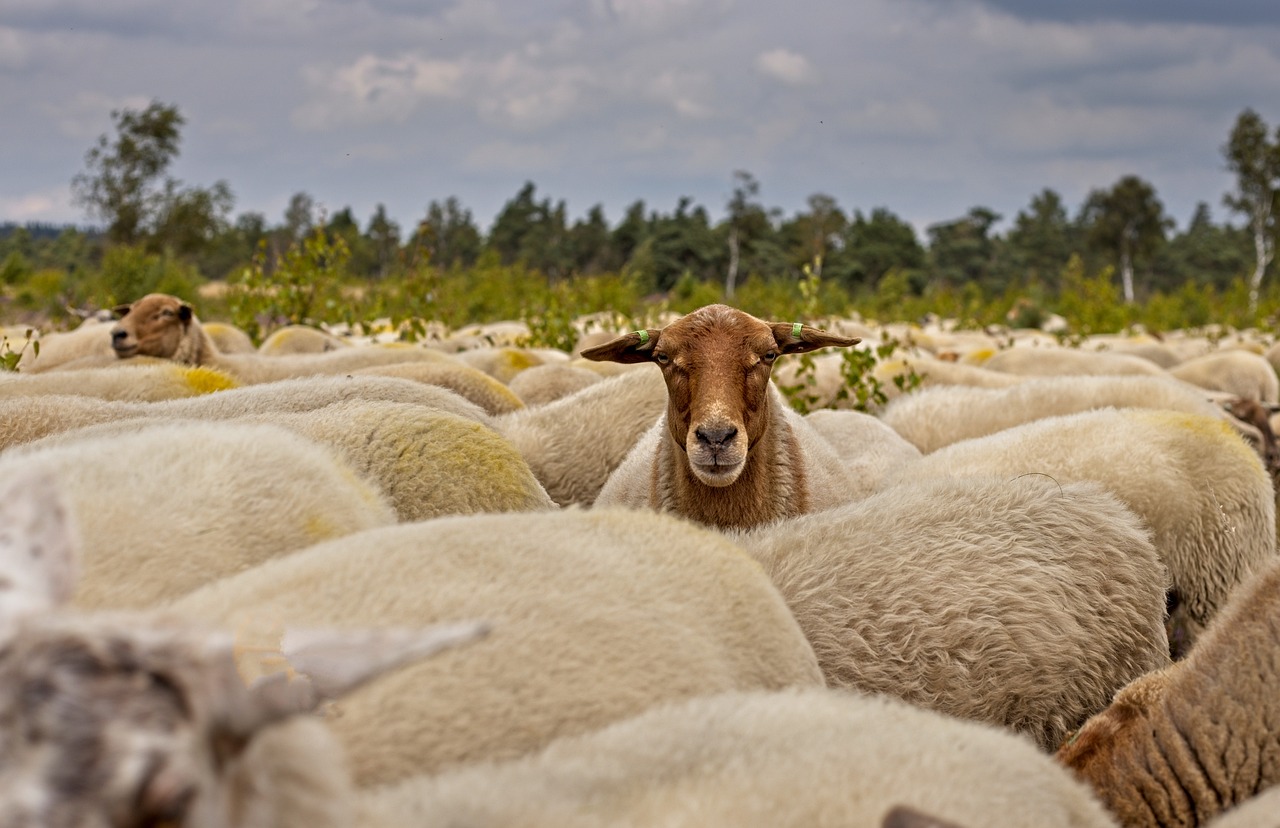 Australija ima previše ovaca, cena ovčetine pala za 70 odsto