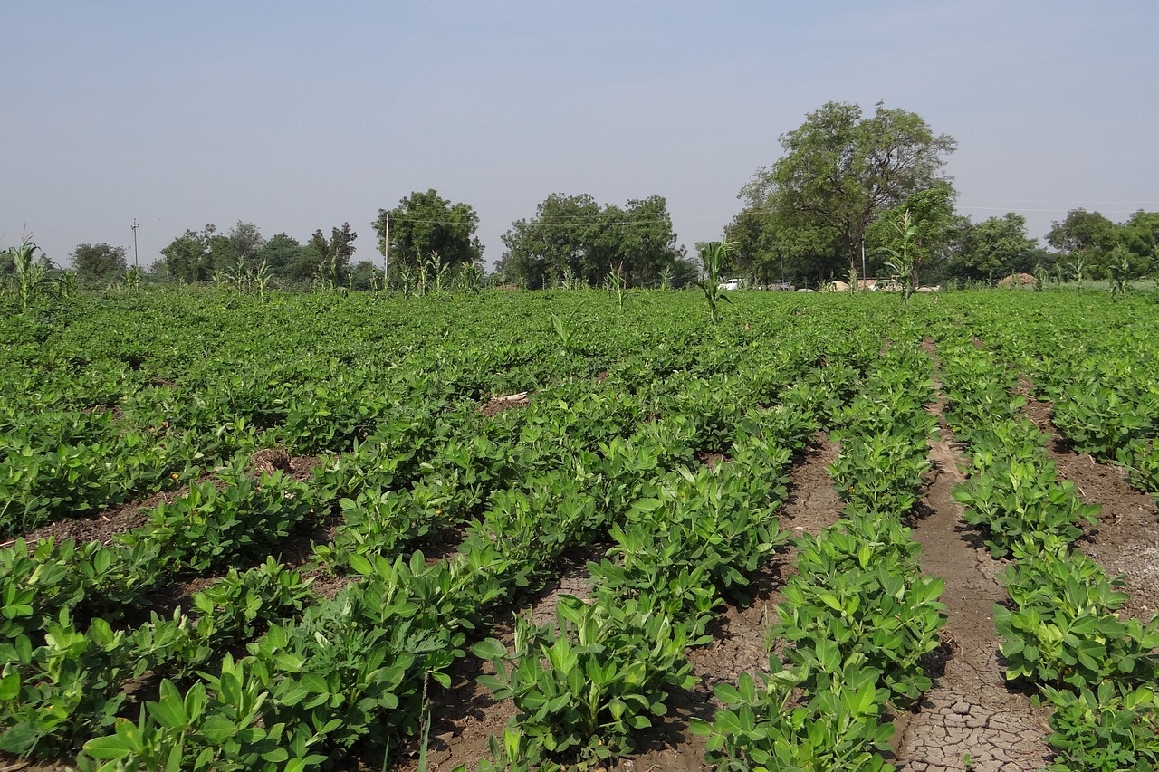 Uzgoj kikirikija u Banatu, rađa i nije zahtevna biljka